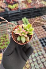 Anacampseros Telephiastrum Sunrise