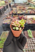 Anacampseros Telephiastrum Sunrise - Görsel 2