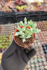 Oscularia Deltoides - Görsel 3