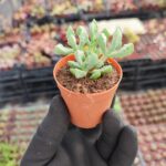 Oscularia Deltoides