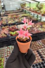 Graptopetalum Tacitus - Görsel 2