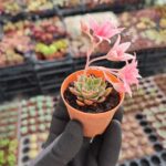 Graptopetalum Tacitus