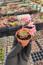 Graptopetalum Tacitus