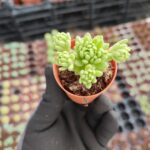 Sedum Hirsutum Ssp. Baeticum Rouy