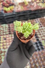 Sedum Hirsutum Ssp. Baeticum Rouy