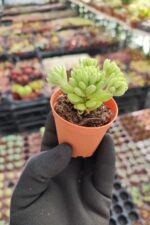 Sedum Hirsutum Ssp. Baeticum Rouy - Görsel 2