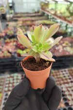 Aeonium Leucoblepharum - Görsel 2