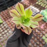 Aeonium Leucoblepharum