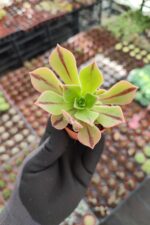 Aeonium Leucoblepharum