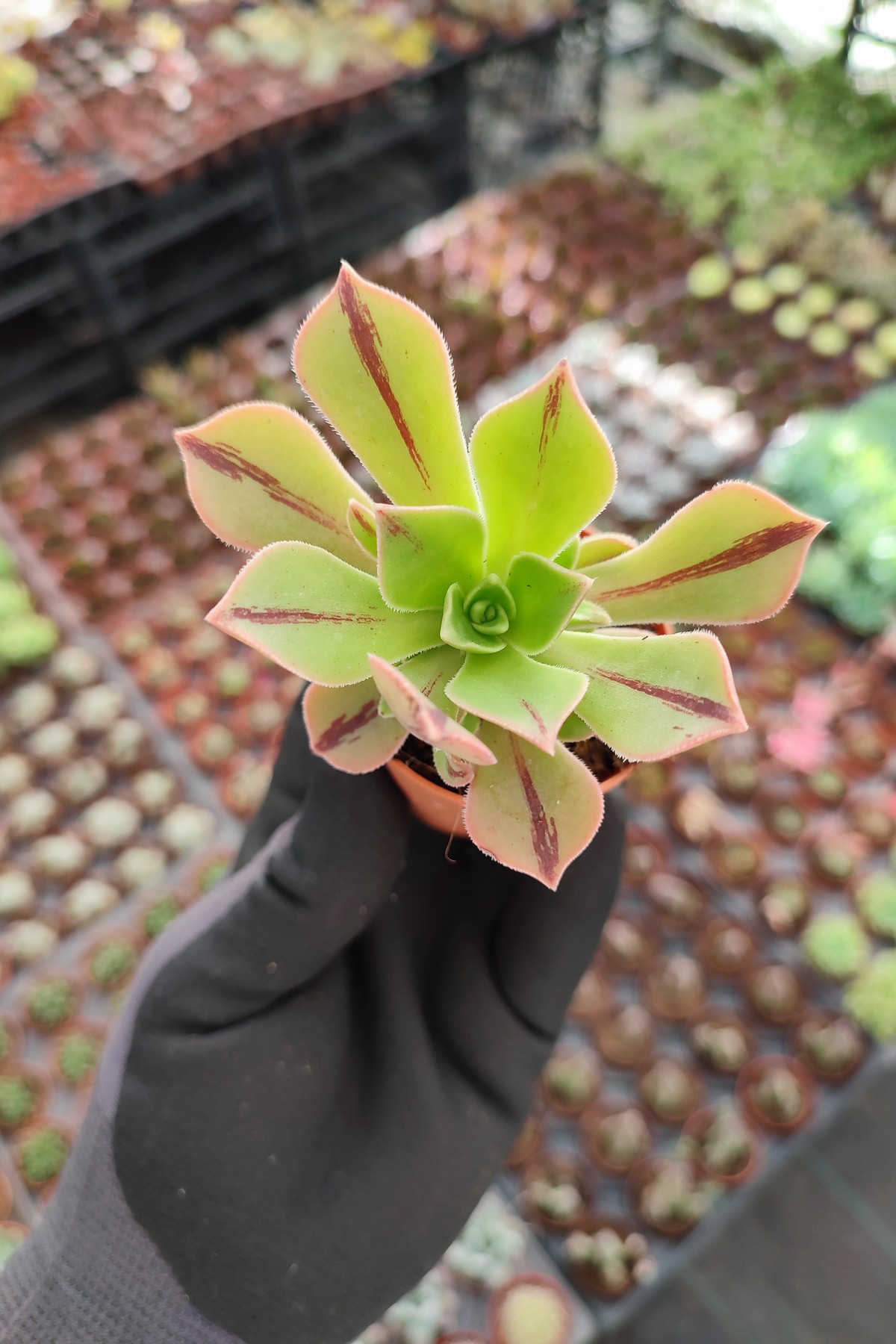 IMG_20260610_172546 Aeonium Leucoblepharum - Görsel 1