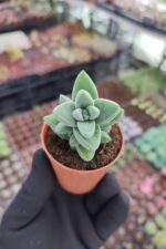 Crassula moonglow - Görsel 2