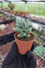 Crassula moonglow - Görsel 3