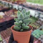 Crassula moonglow