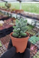 Crassula moonglow