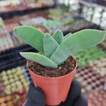 Crassula Falcata