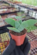 Crassula Falcata