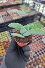 Crassula Falcata - Görsel 2