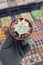 Astrophytum capricorne - Görsel 2