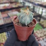 Astrophytum capricorne