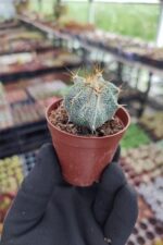 Astrophytum capricorne