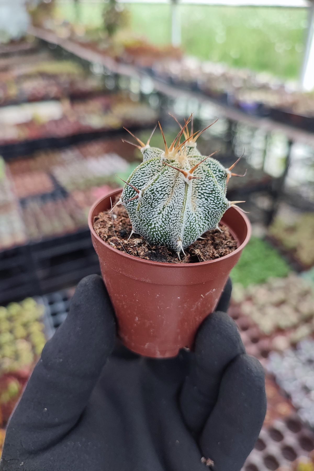 IMG_20260610_173225 Astrophytum capricorne - Görsel 1