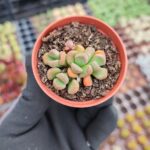 Aloinopsis Schooneesii