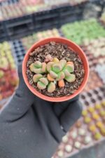 Aloinopsis Schooneesii