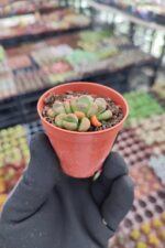 Aloinopsis Schooneesii - Görsel 2