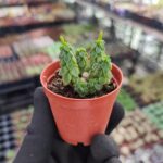 Peperomia columella