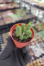 Peperomia columella - Görsel 2