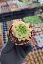 Haworthia Cymbiformis Var İncurvula - Görsel 2