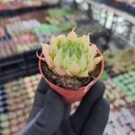 Haworthia Cymbiformis Var İncurvula