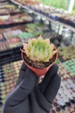 Haworthia Cymbiformis Var İncurvula
