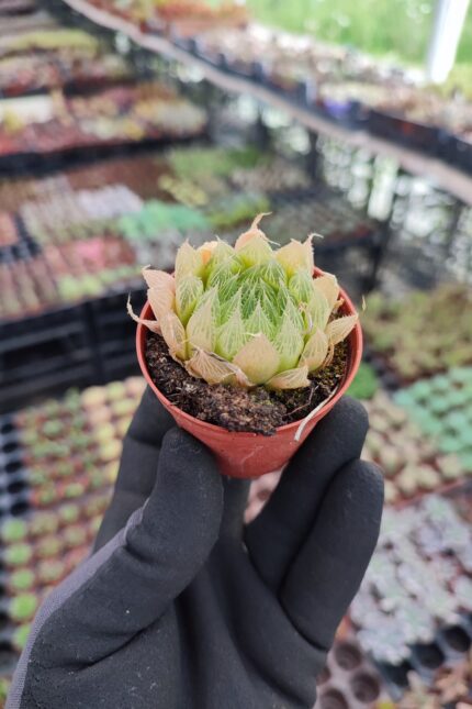 Haworthia Cymbiformis Var İncurvula