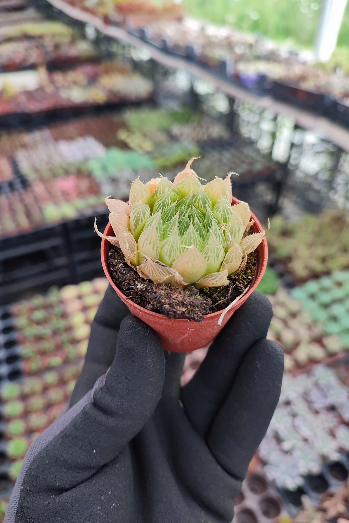 IMG_20260610_173517 Haworthia Cymbiformis Var İncurvula - Görsel 1