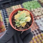 Crassula morgans beauty