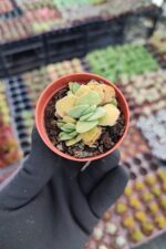 Crassula morgans beauty