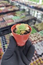 Crassula morgans beauty - Görsel 2