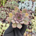Echeveria Mensa