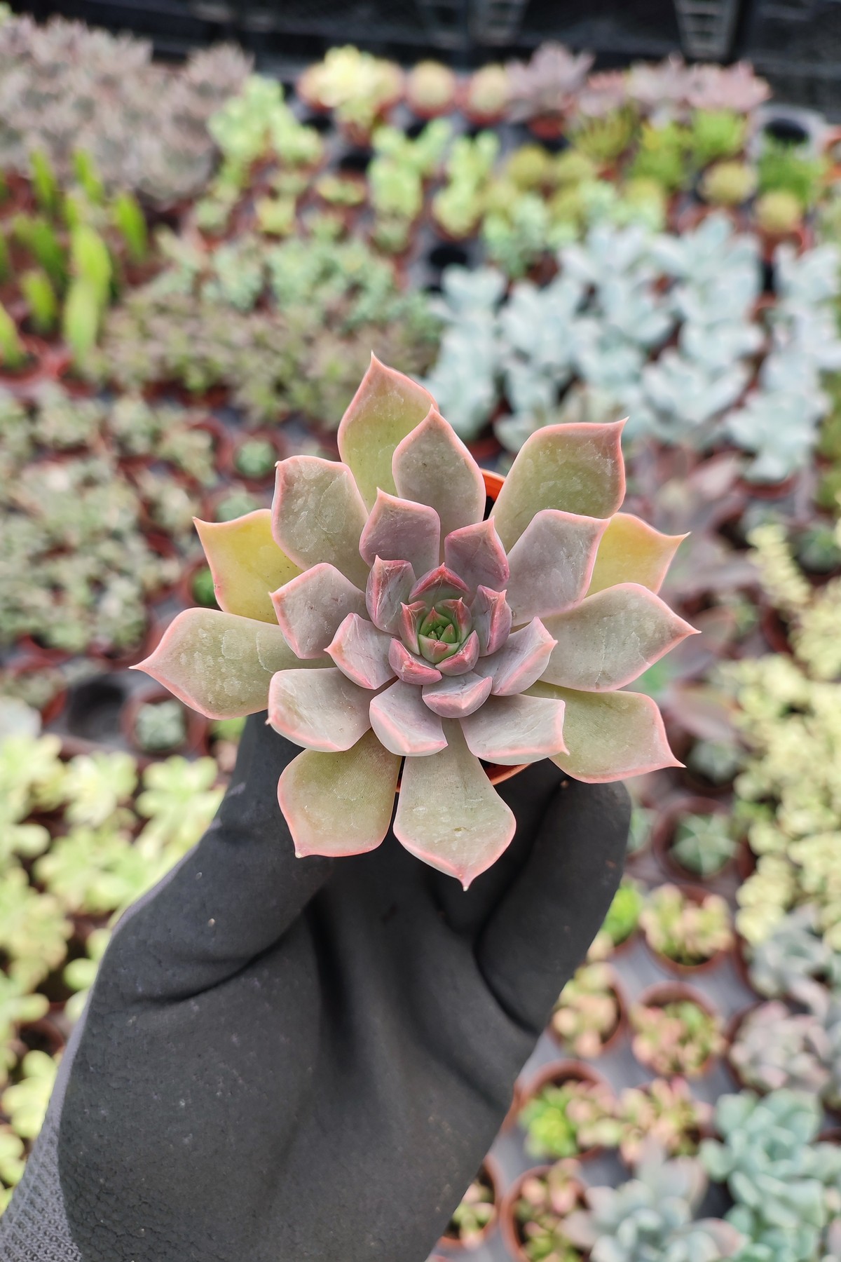 IMG_20260824_152851 Echeveria Mensa - Görsel 1