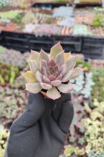 Echeveria Mensa - Görsel 2