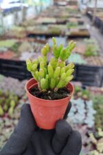 Rhipsalis Burchellii Cactus