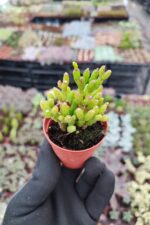 Rhipsalis Burchellii Cactus - Görsel 2