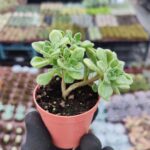 Aeonium lindleyi - Aşk Ağacı