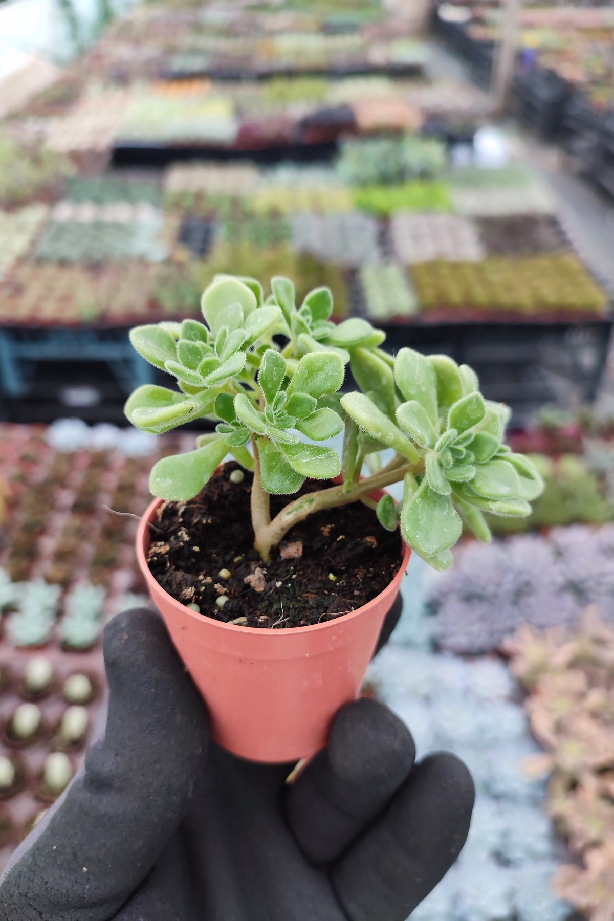 IMG_20260824_153453 Aeonium lindleyi - Aşk Ağacı - Görsel 1