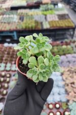 Aeonium lindleyi - Aşk Ağacı - Görsel 2