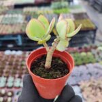 Crassula arborescens undulatifolia