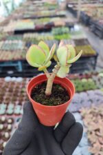 Crassula arborescens undulatifolia