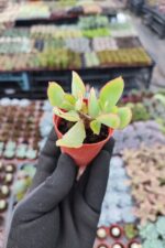 Crassula arborescens undulatifolia - Görsel 2