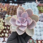 Echeveria Perle von Nürnberg Sukulent